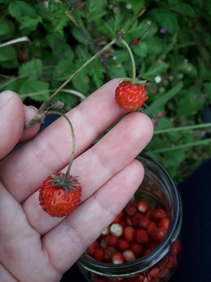 Sadyba Cherry Pilipets Ngoại thất bức ảnh